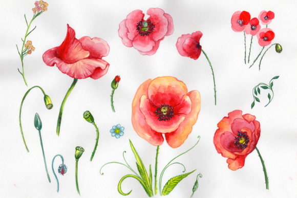Download Field Red Poppies Watercolor Set - Red poppies Collection
