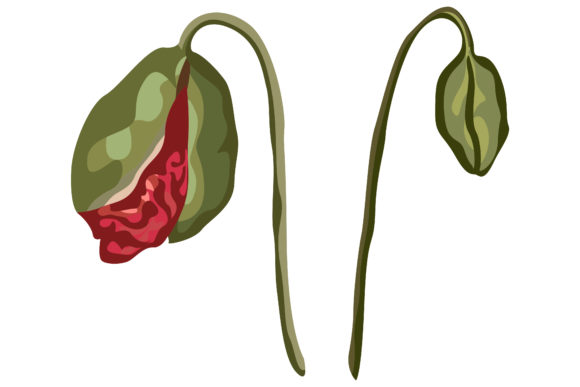 Download 5.Red Poppies That Are About to Bloom - Red poppies Collection