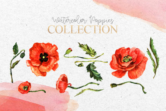 Download Red Poppies Flowers Clipart Watercolor - Red poppies Collection